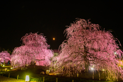 夜の梅園