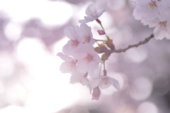 桜