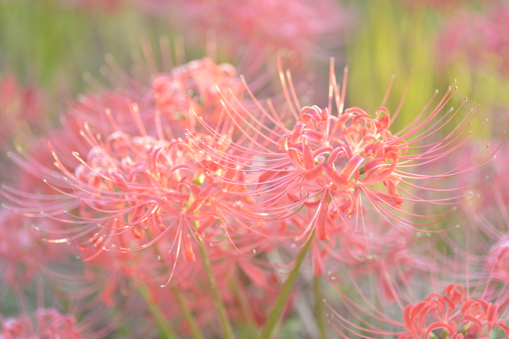 彼岸花