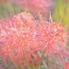 彼岸花