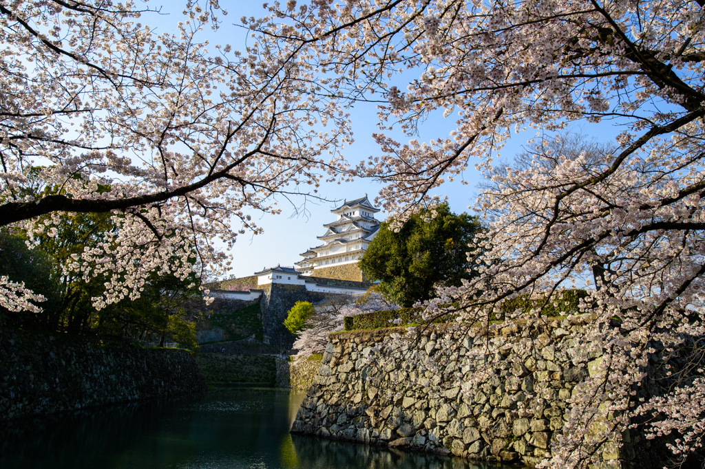 姫路城と桜