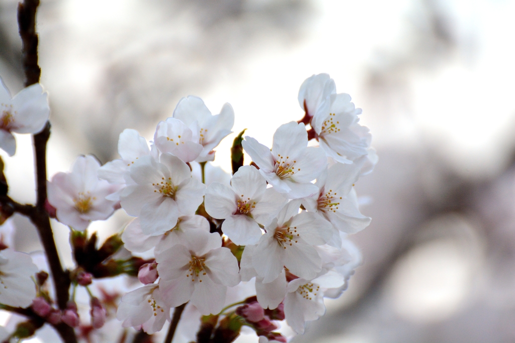 桜