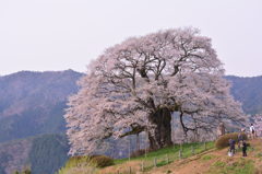 醍醐桜㋥