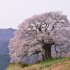 醍醐桜㋥