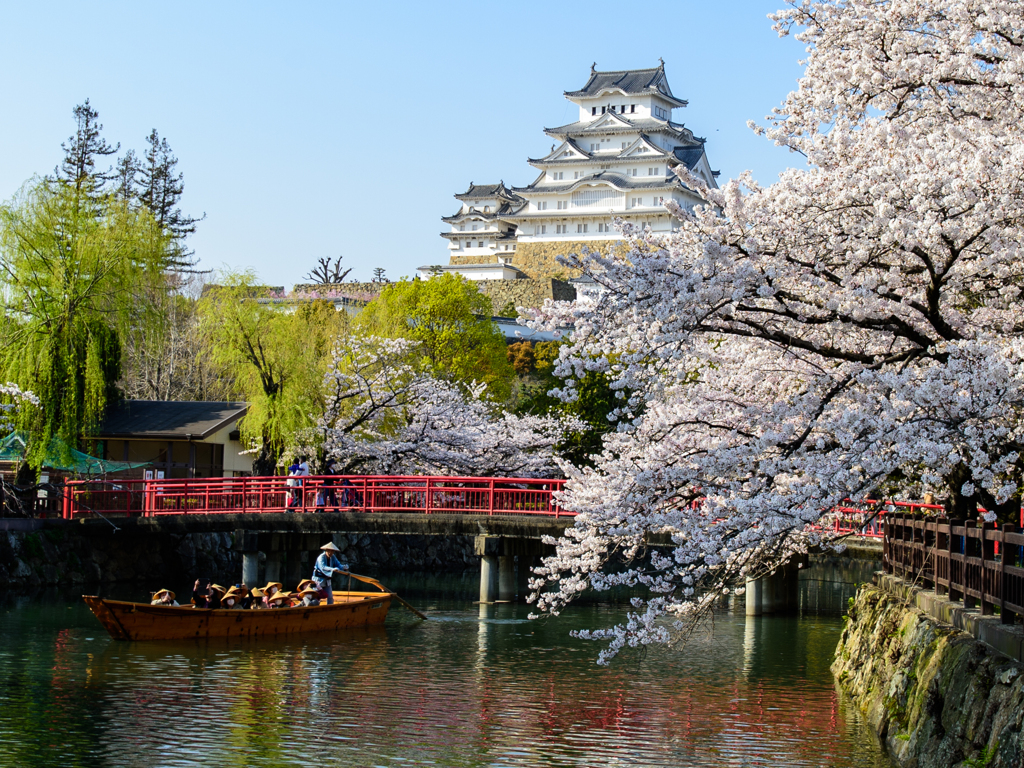 姫路城と桜