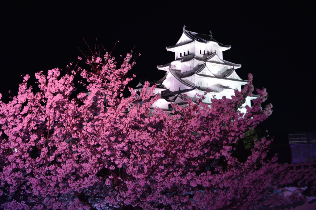 夜桜⑤