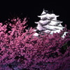 夜桜⑤