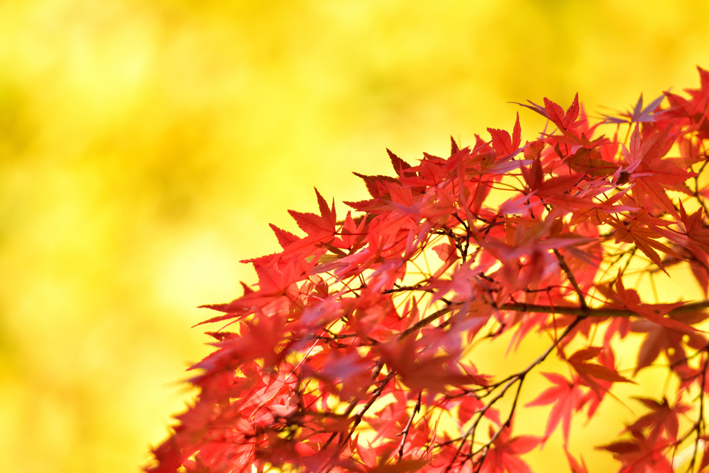 紅葉