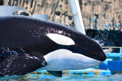 シャチ　