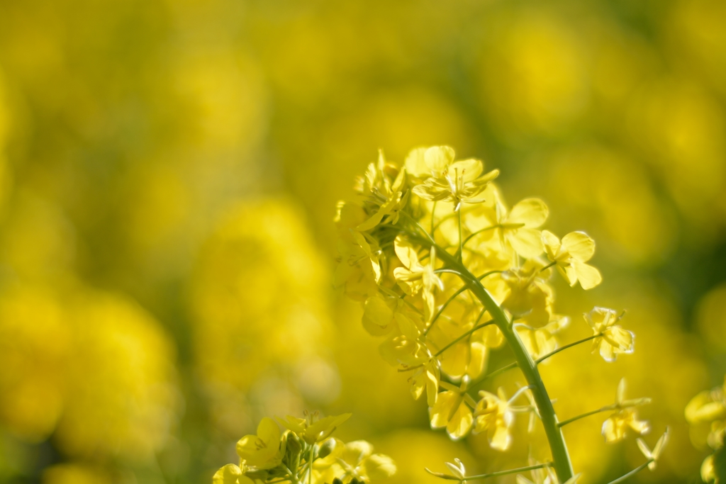 菜の花
