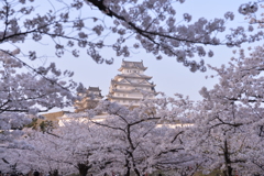 姫路城と桜