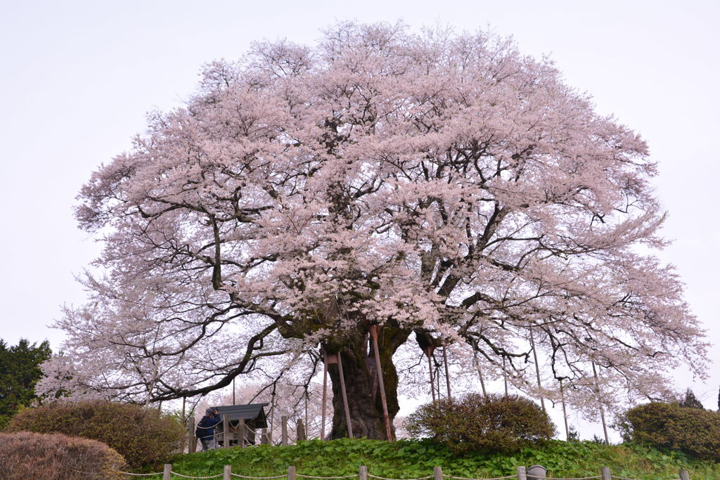 醍醐桜①