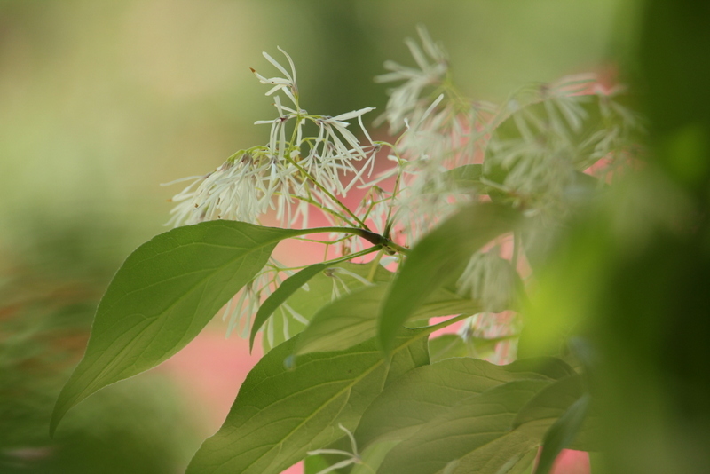 なんじゃもんじゃの花