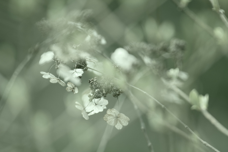 芽吹きのとき