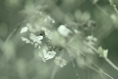 芽吹きのとき