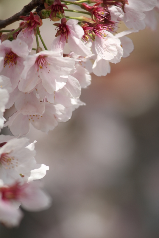 其々の桜　２