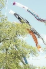 皐月