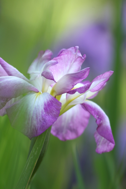 花菖蒲