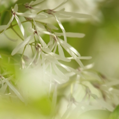 ひとつばたごの花　３