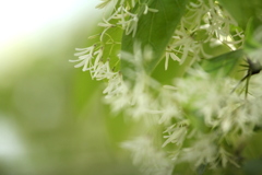 ひとつばたごの花