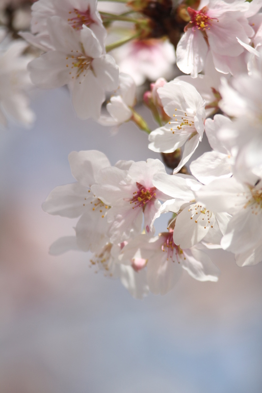 其々の桜
