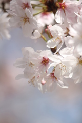 其々の桜