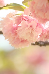 八重桜