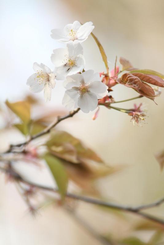 山桜
