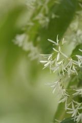 ひとつばたごの花　２