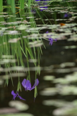 水鏡
