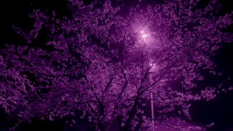 夜桜