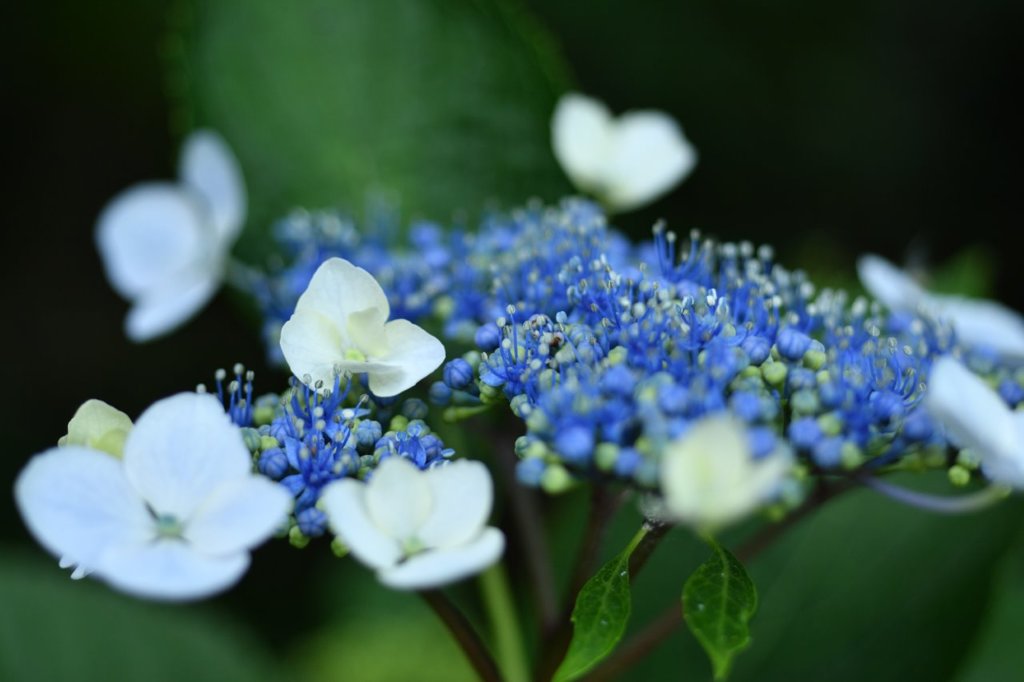 紫陽花色々
