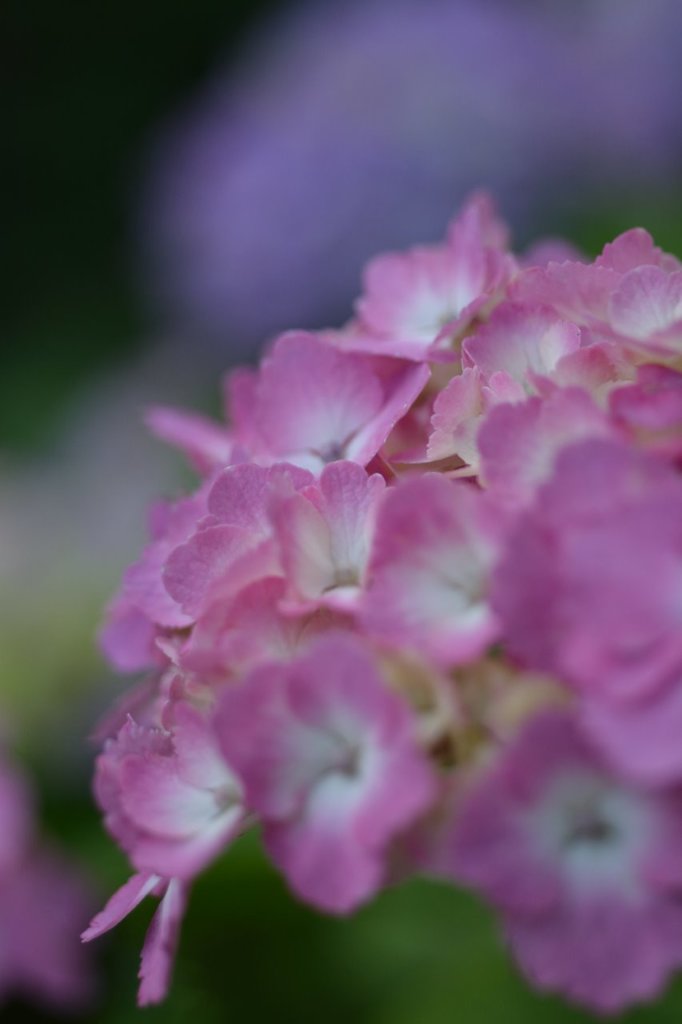 紫陽花色々