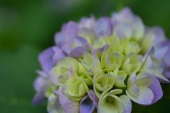 紫陽花色々