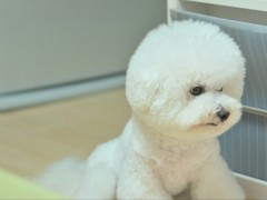 テスト愛犬