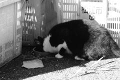 ノラ猫