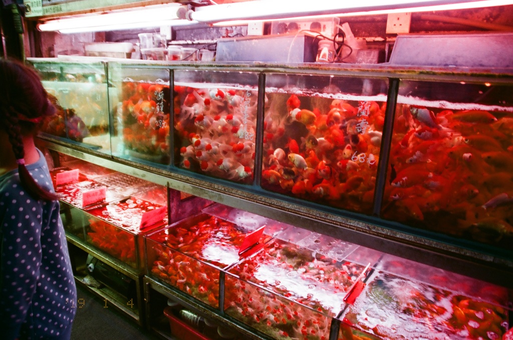金魚街