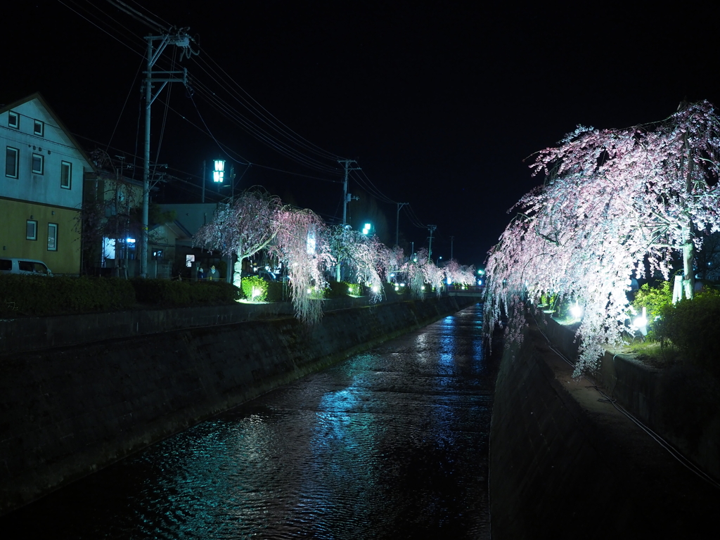 夜桜2