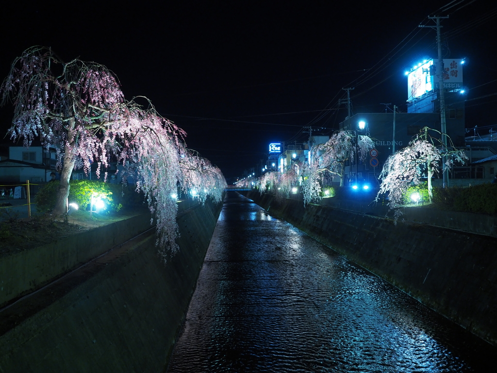 夜桜