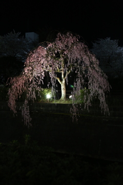 地元の夜桜2