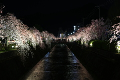 地元の夜桜