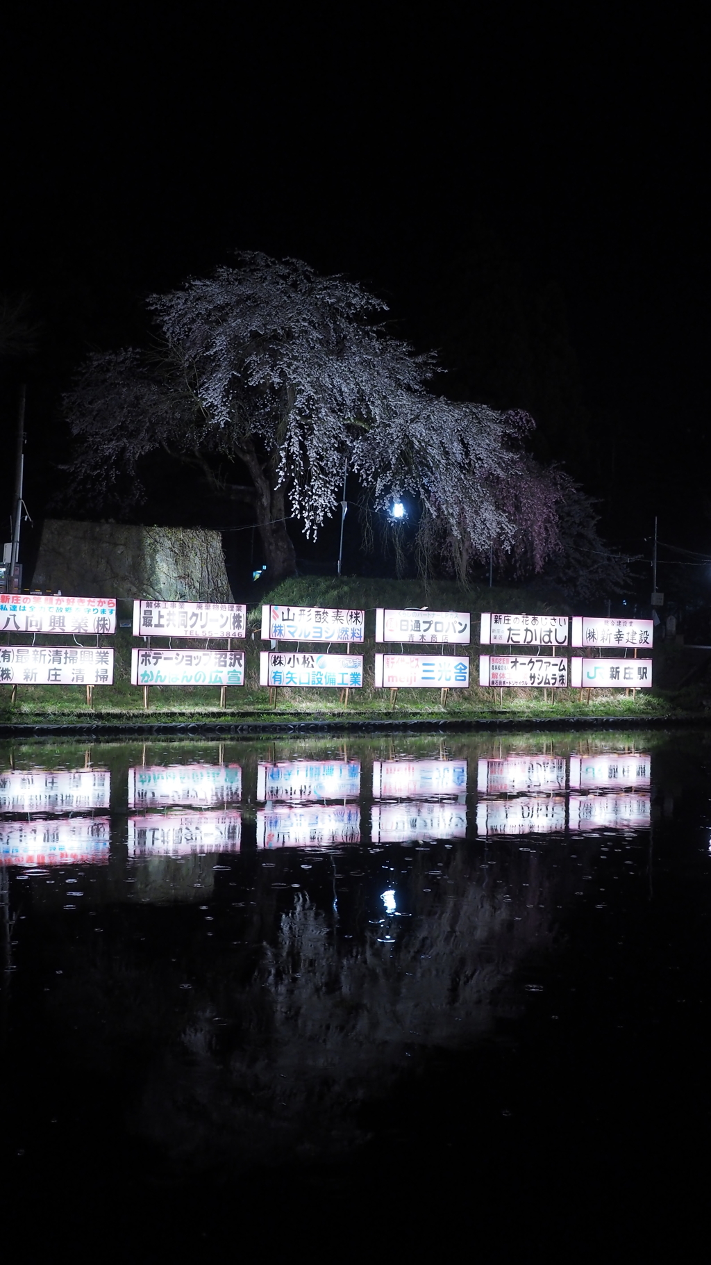 夜桜