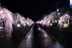 夜桜(別日)