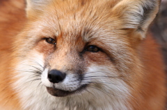 蔵王キツネ村