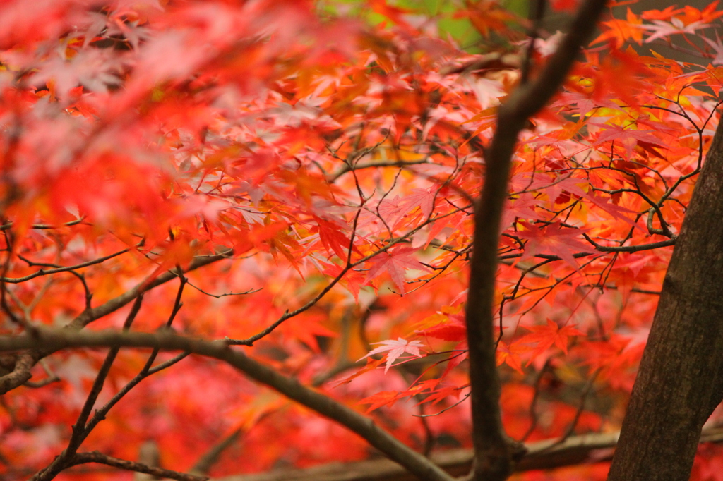 毛越寺・紅葉