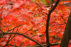 毛越寺・紅葉