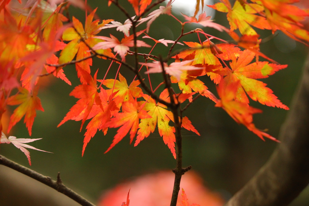 毛越寺・紅葉