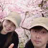 満開  桜の木の下で