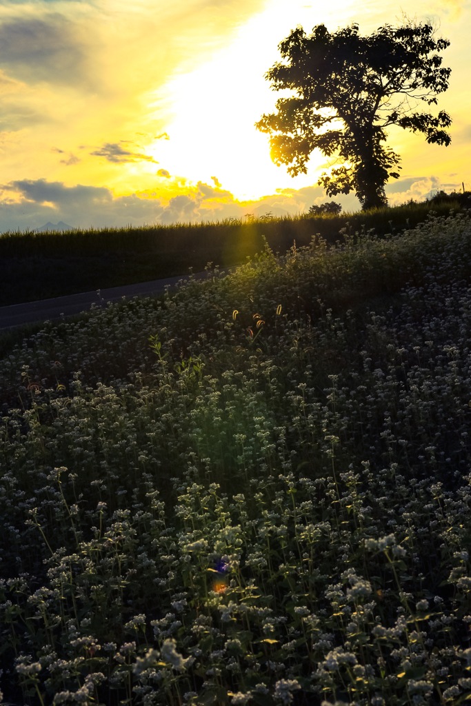 夕景 ～蕎麦の花～