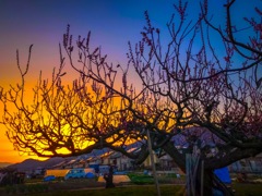 桃の木と夕景